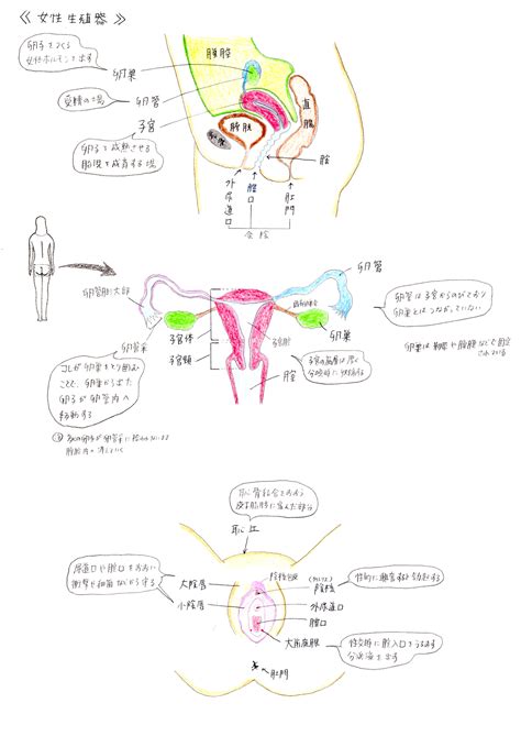 長陰|女陰